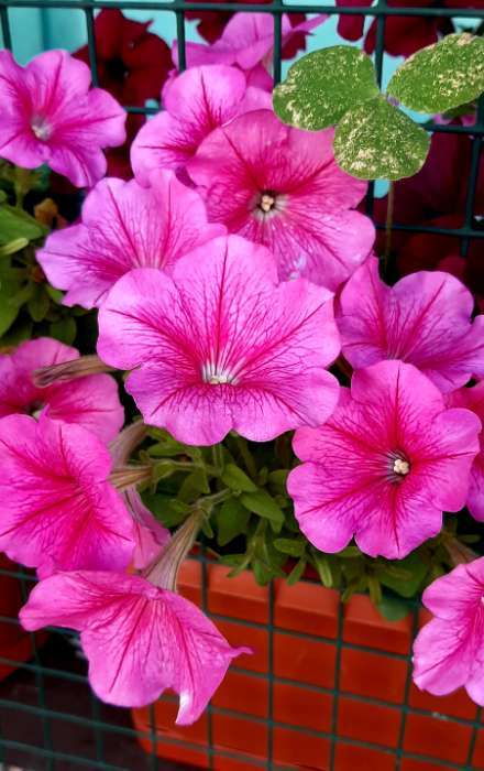 Фотография покупателя товара Семена цветов Петуния Мамбо F1 розовая с прожилками многоцветковая, 7 шт - Фото 20