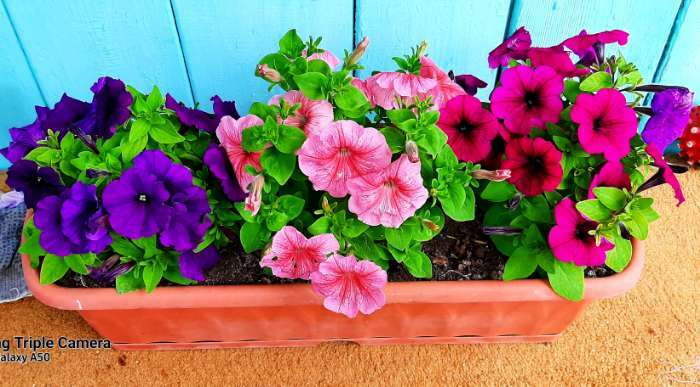 Фотография покупателя товара Семена  Петуния "Мамбо" F1 фиолетовая многоцветковая, 7 шт - Фото 17