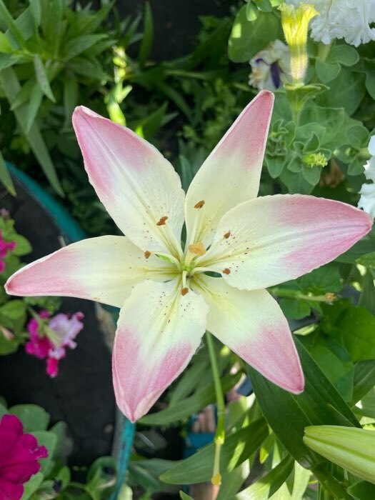 Фотография покупателя товара Лилия Тигровая «Свит Суренде», луковица в пакете с перфорацией, р-р 12/14, 3 шт. - Фото 423