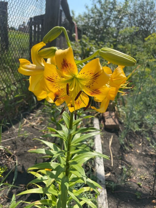 Фотография покупателя товара Лилия Тигровая «Свит Суренде», луковица в пакете с перфорацией, р-р 12/14, 3 шт. - Фото 422