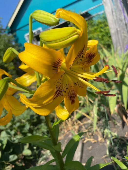 Фотография покупателя товара Лилия Тигровая «Свит Суренде», луковица в пакете с перфорацией, р-р 12/14, 3 шт. - Фото 421