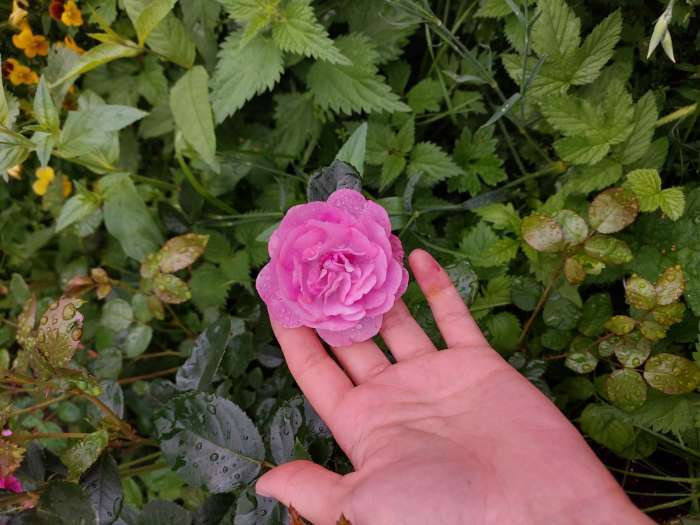 Фотография покупателя товара Саженец розы Сиреневый Дождь Весна 2024, 1 шт. - Фото 2
