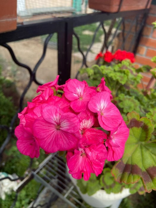 Фотография покупателя товара Семена цветов Пеларгония "Мультиблум", F1, смесь, 5 шт. - Фото 11