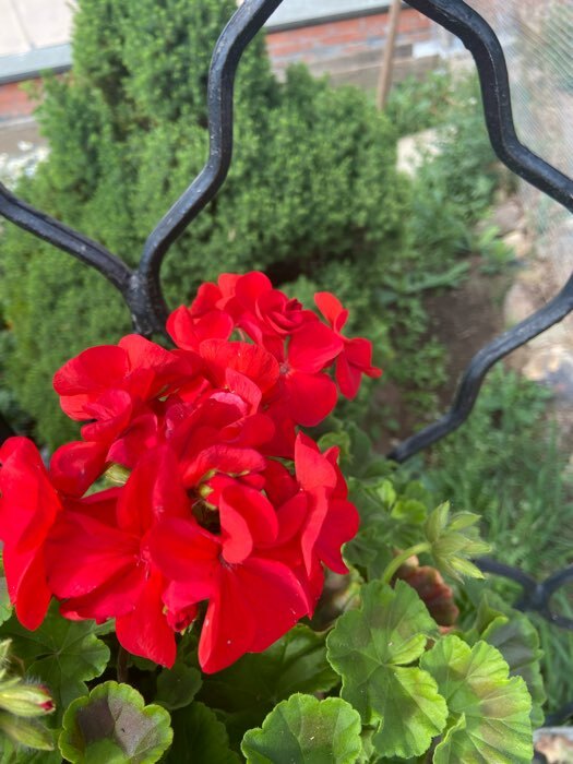 Фотография покупателя товара Семена цветов Пеларгония "Мультиблум", F1, смесь, 5 шт. - Фото 9