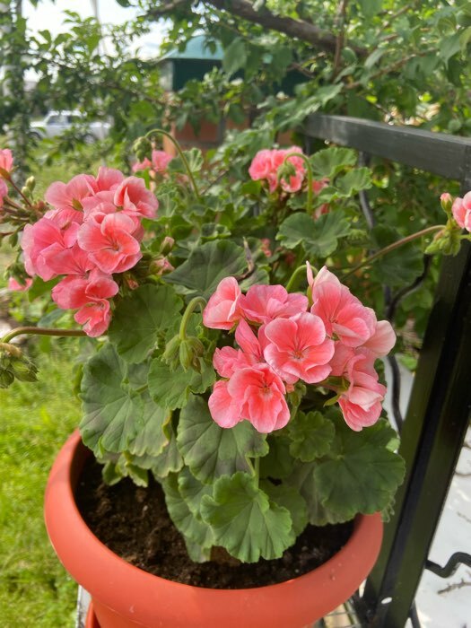 Фотография покупателя товара Семена цветов Пеларгония "Мультиблум", F1, смесь, 5 шт. - Фото 10