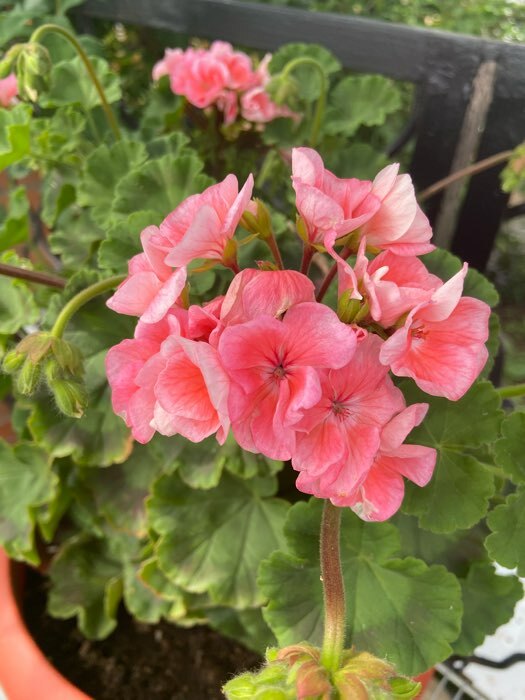 Фотография покупателя товара Семена цветов Пеларгония "Мультиблум", F1, смесь, 5 шт. - Фото 7