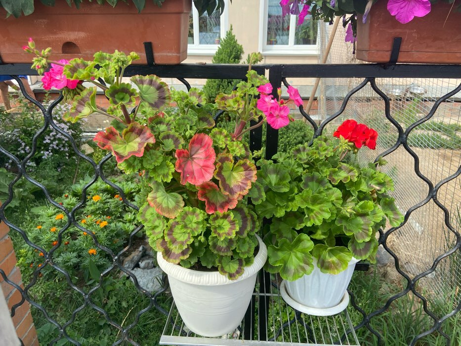 Фотография покупателя товара Семена цветов Пеларгония "Мультиблум", F1, смесь, 5 шт. - Фото 8