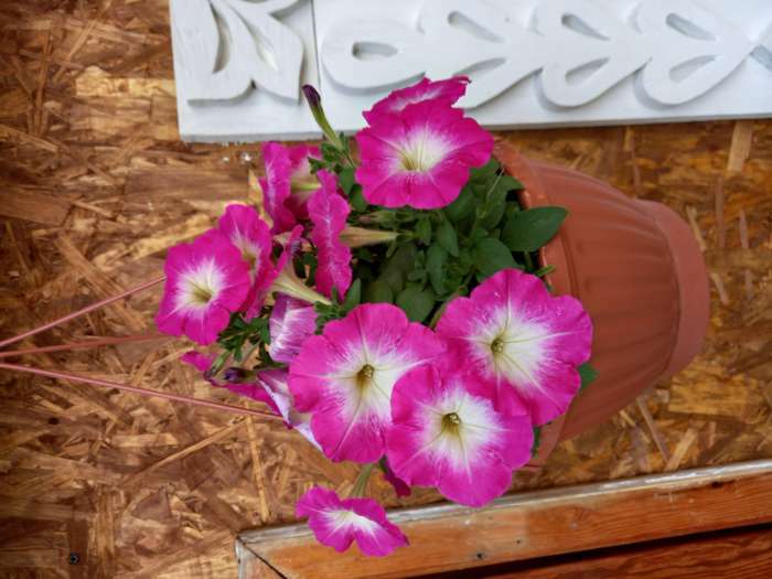 Фотография покупателя товара Семена Цветов Петуния "Мамбо", F1, розовое утро, многоцветковая, пробирка, 7 шт - Фото 23