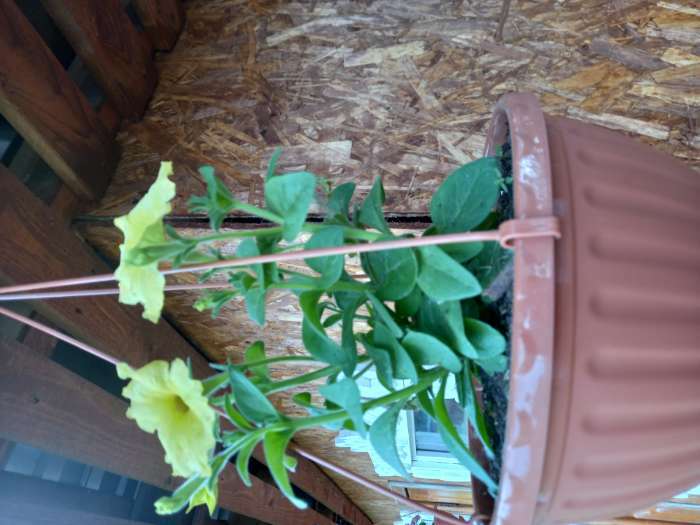 Фотография покупателя товара Семена цветов Петуния ампельная крупноцветковая "Лавина" Желтая звезда F1, О, драже 5 шт - Фото 9