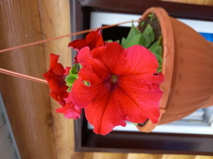 Фотография покупателя товара Семена цветов Петуния Суперкаскадная Красная шапочка F1, О, 10шт - Фото 3