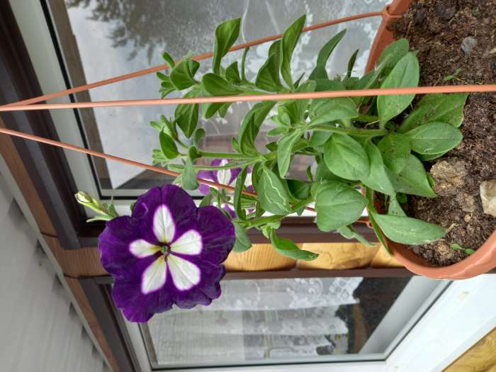 Фотография покупателя товара Семена цветов Петуния Ампельная лавина синий звездопад F1, О, 10шт - Фото 3