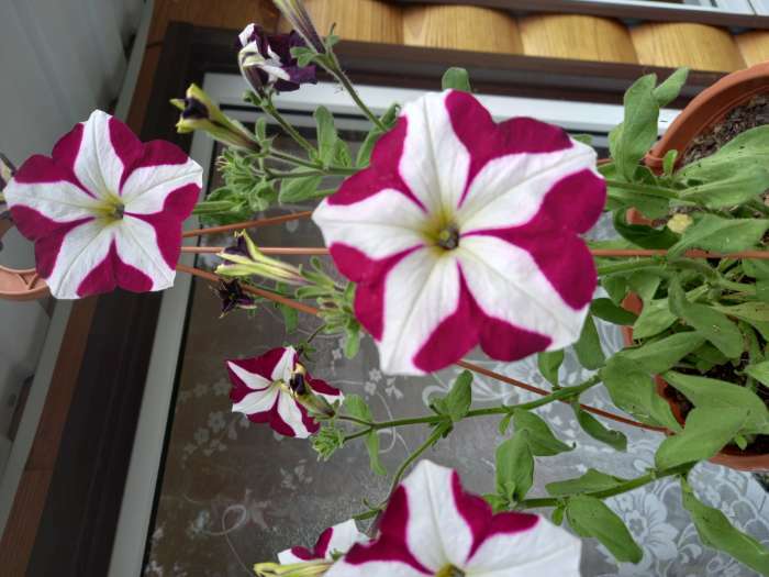 Фотография покупателя товара Семена цветов Петуния "Летний звездопад F1" ампельная, смесь окрасок, О, 10 шт - Фото 2