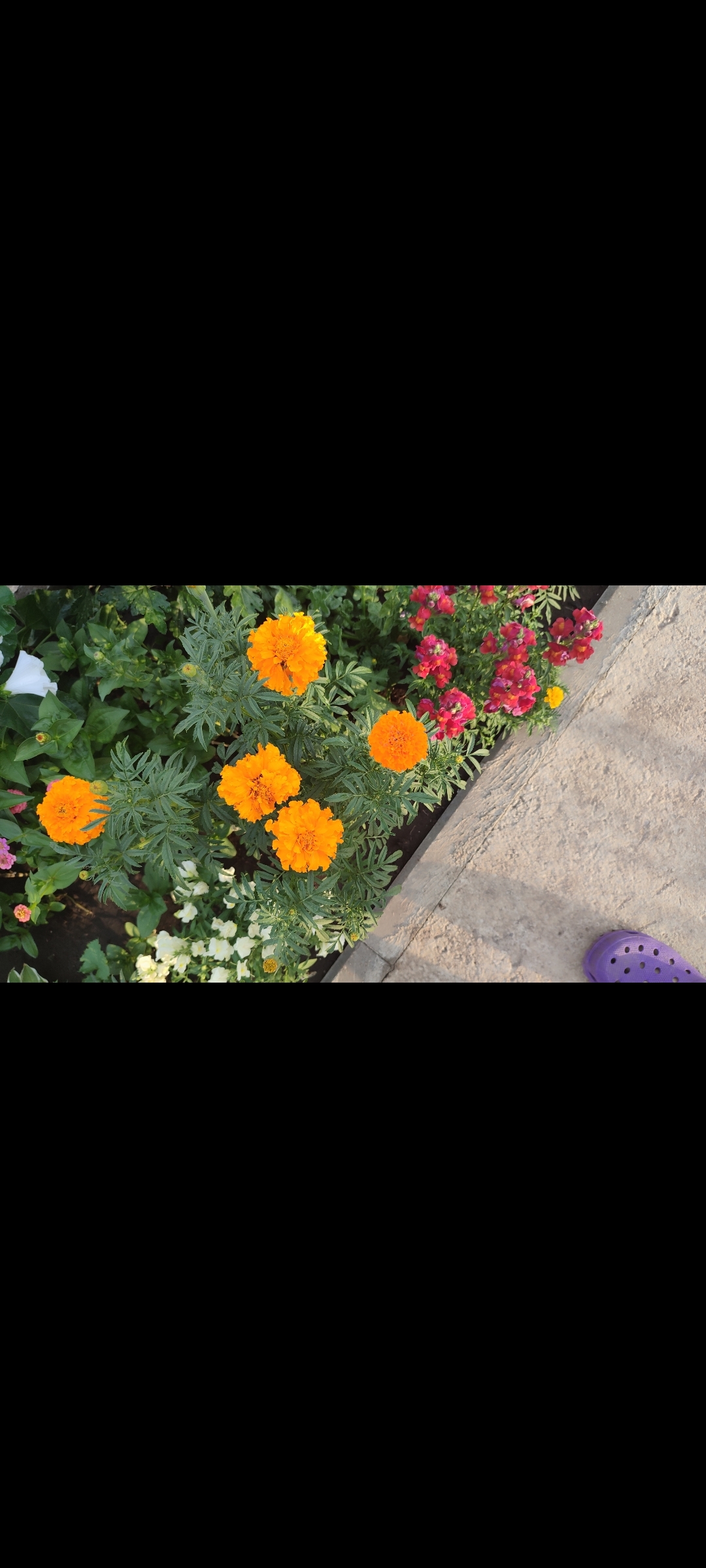 Фотография покупателя товара Семена цветов Бархатцы "Каландо", смесь окрасок, О, 0,3 г