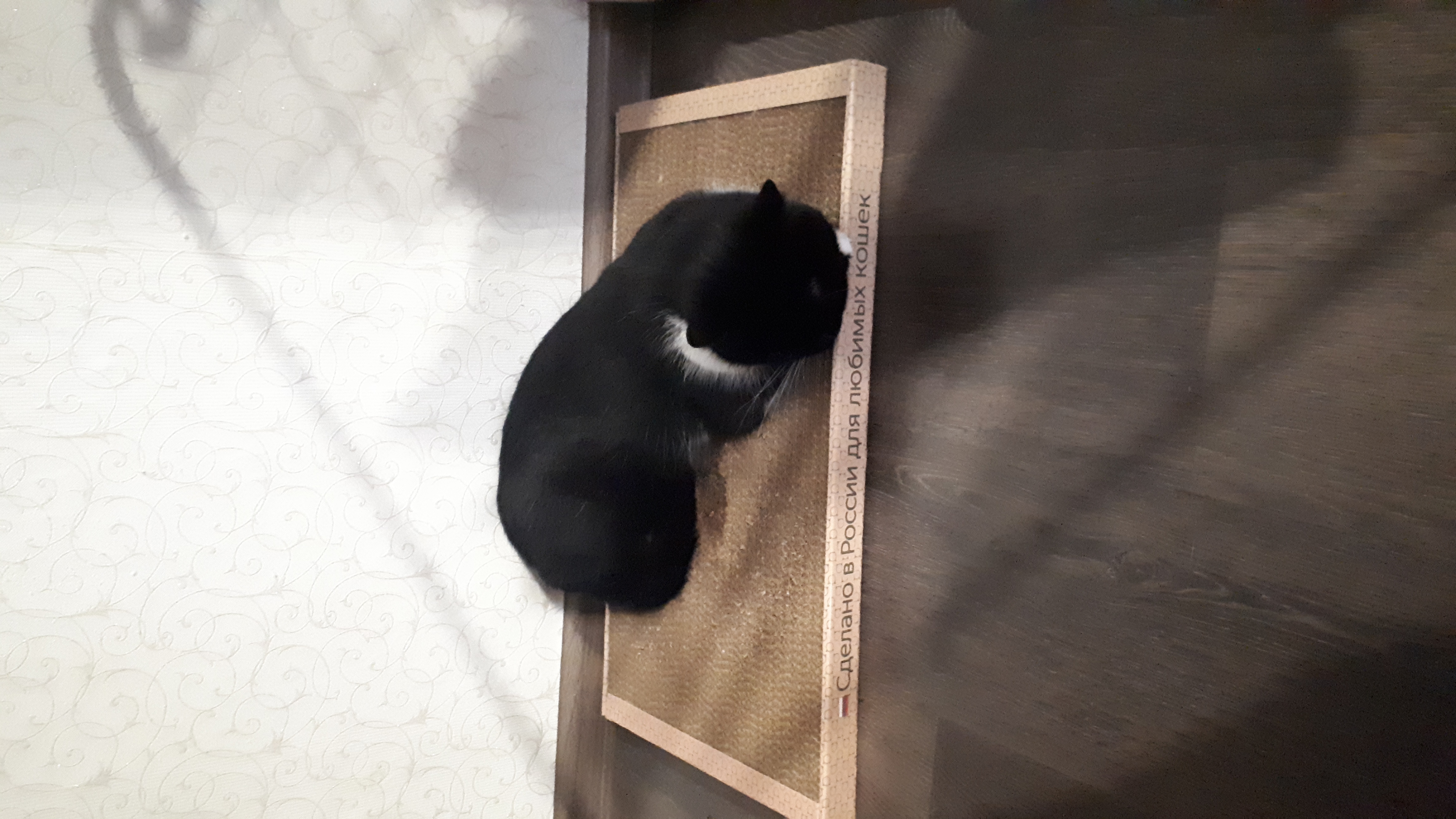 Фотография покупателя товара Домашняя когтеточка-лежанка для кошек, 56 × 30 см - Фото 33