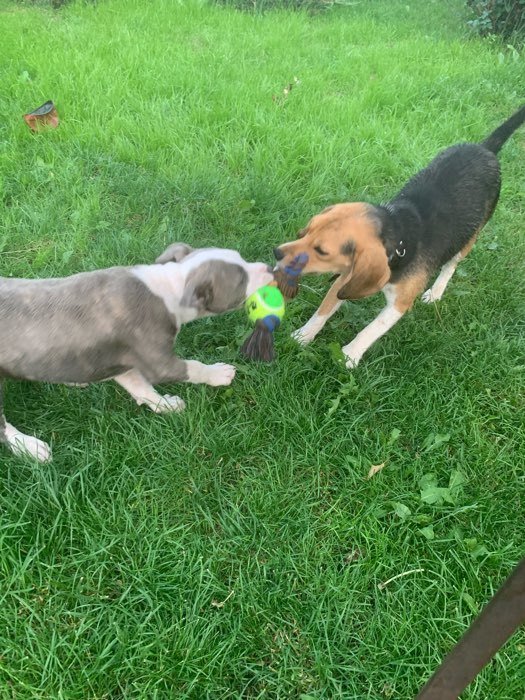 Фотография покупателя товара Игрушка для собак 3-в-1 "Обезьяна": канатная, мягкая с пищалкой, войлочный мяч, 30 см - Фото 2