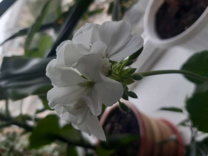 Фотография покупателя товара Семена цветов Пеларгония "Дансер Вайт", зональная, Сем. Алт, ц/п, 4 шт