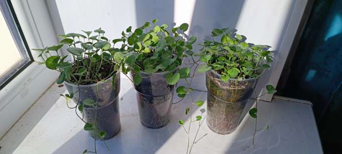 Фотография покупателя товара Семена цветов Дихондра "Изумрудный водопад", серия "Профи", F1, О, 10 шт. - Фото 8