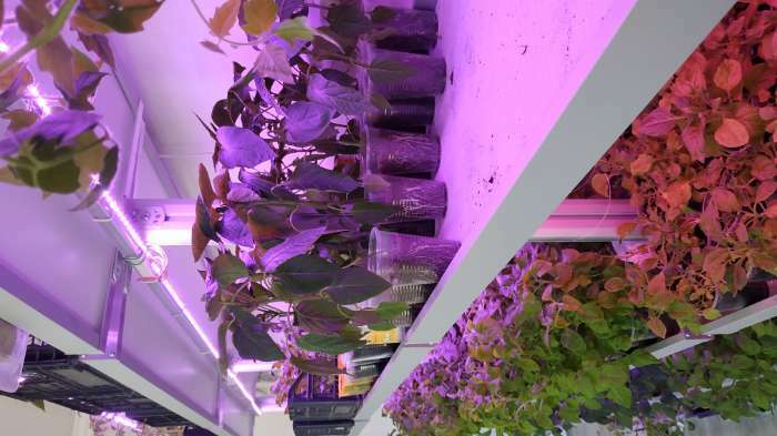 Фотография покупателя товара Светильник линейка, для растений, 1 м, 28 Вт, SMD5630, 144 led, ФИТО, 12 В - Фото 3