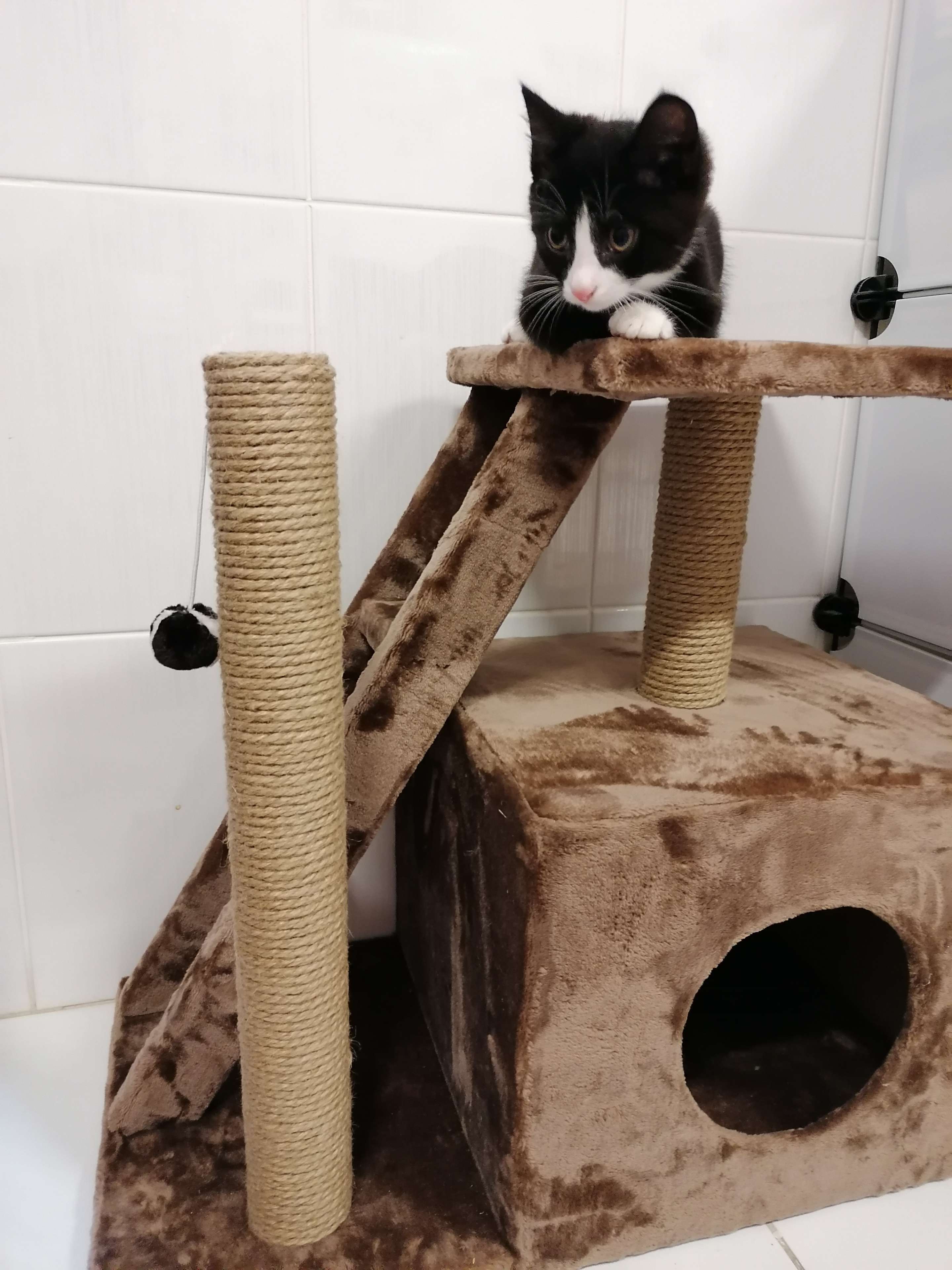 Фотография покупателя товара Домик для кошек с когтеточкой "Домосед", с лестницей и площадкой, 60 х 35 х 56 см, микс - Фото 15