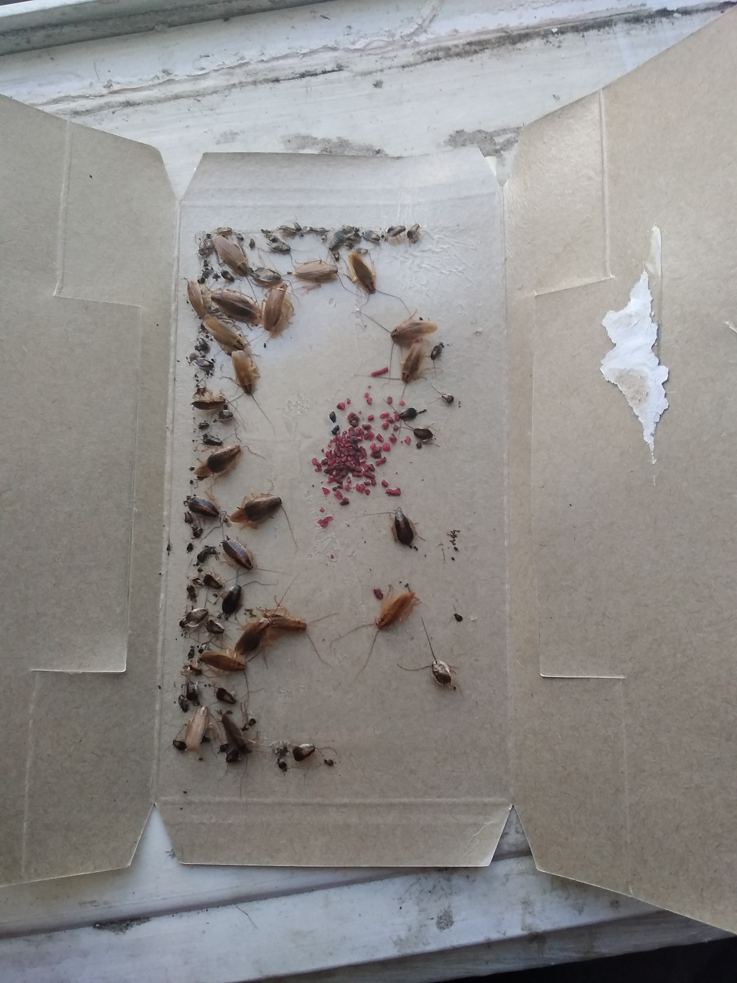 Фотография покупателя товара Клеевая ловушка от тараканов ARGUS домик с приманкой, мини, 1 шт - Фото 1