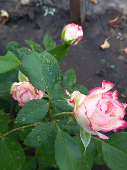 Фотография покупателя товара Саженец розы Принц Монако,  Весна 2024, 1 шт. - Фото 6