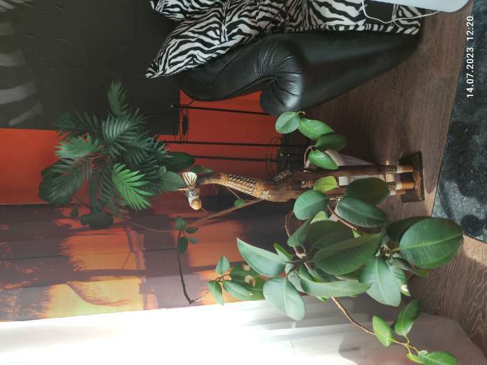 Фотография покупателя товара Сувенир дерево "Жираф" 100 см - Фото 3