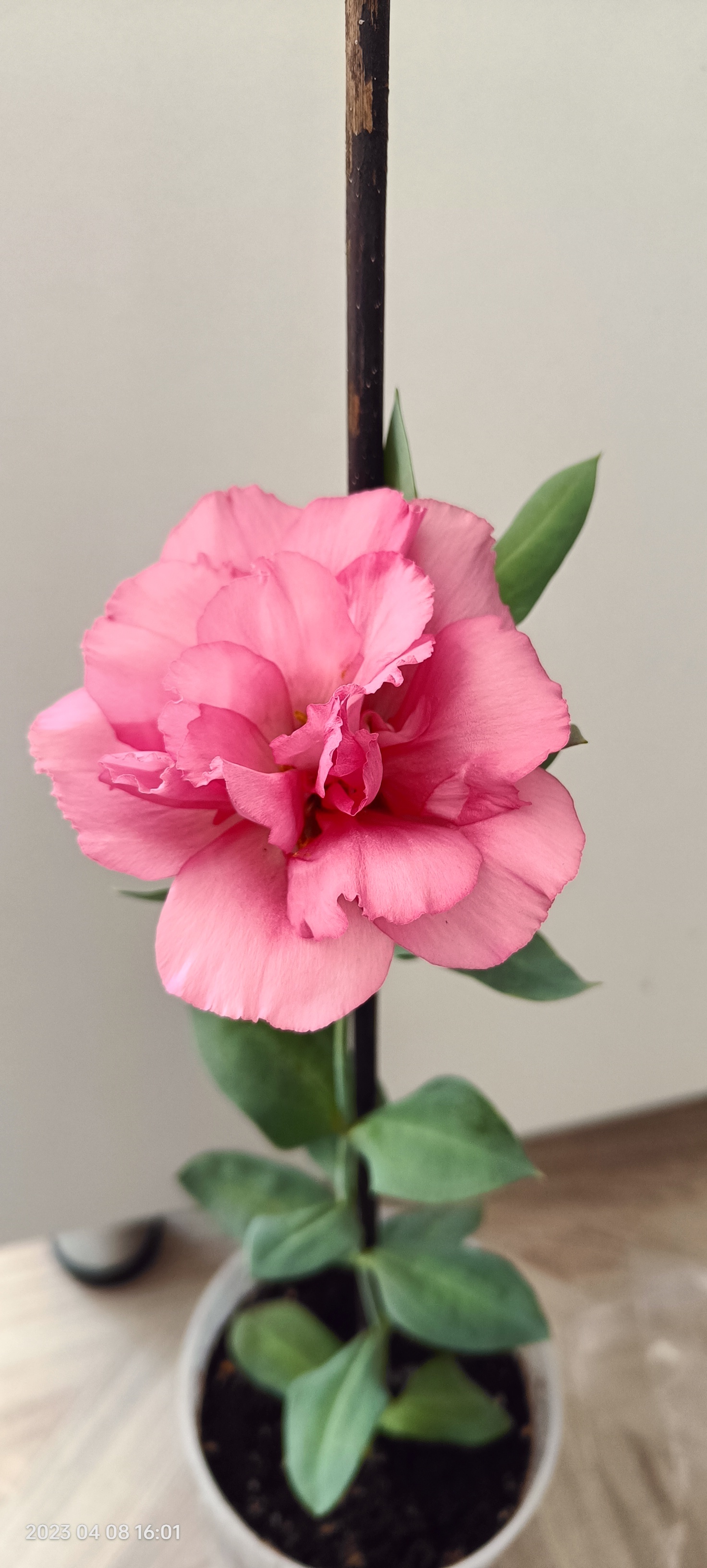 Фотография покупателя товара Семена цветов Эустома срезочная "Мэйдж дип роуз", F1, 5 шт - Фото 5