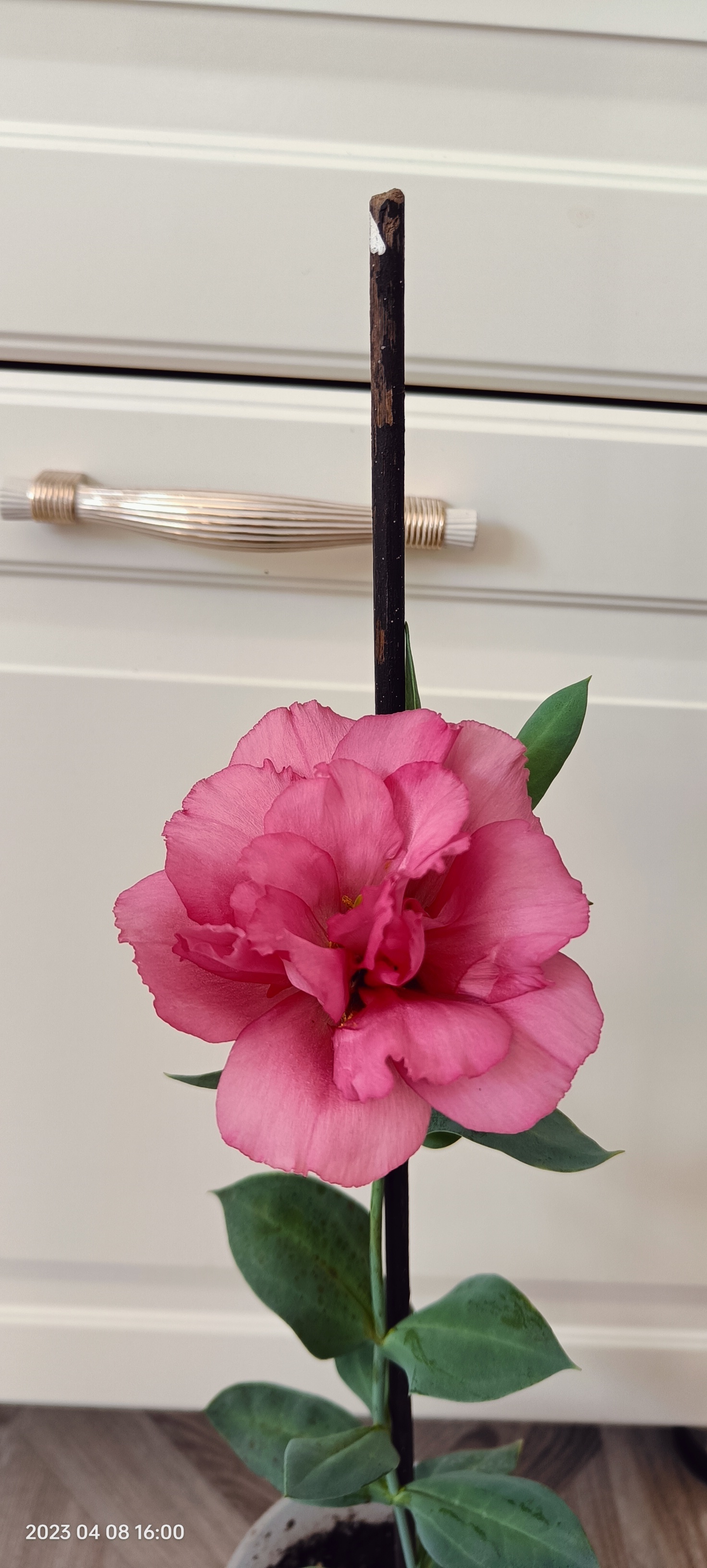 Фотография покупателя товара Семена цветов Эустома срезочная "Мэйдж дип роуз", F1, 5 шт - Фото 6