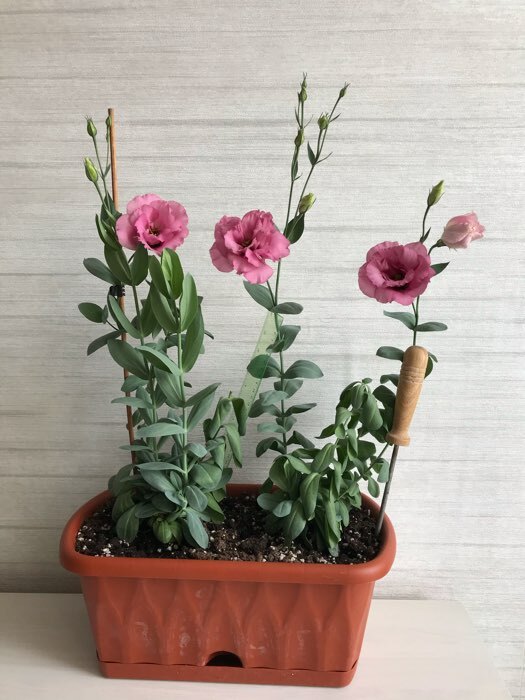 Фотография покупателя товара Семена цветов Эустома срезочная "Мэйдж дип роуз", F1, 5 шт - Фото 4