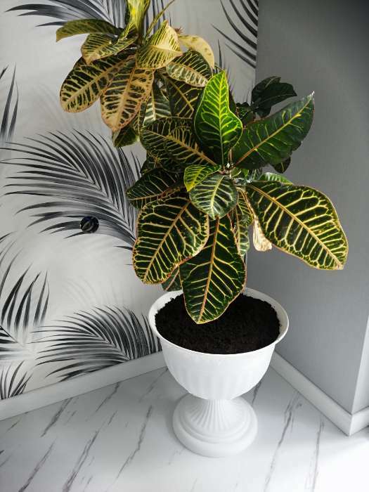 Фотография покупателя товара Вазон для цветов «Венеция», 600 мл, d=14 см, h=14 см, пластиковый, белый - Фото 6