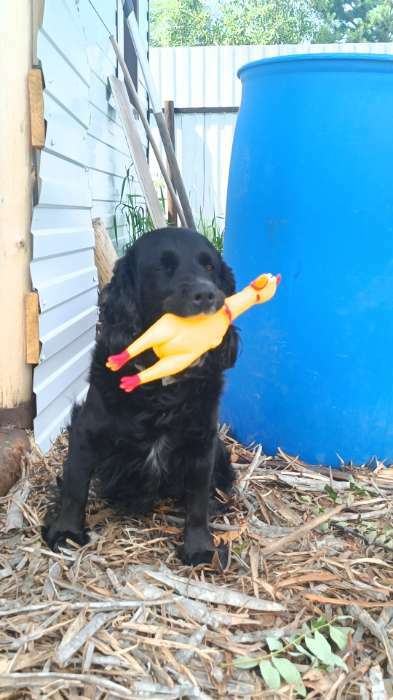 Фотография покупателя товара Игрушка пищащая "Задумчивая курица" для собак, 28 см, жёлтая - Фото 4