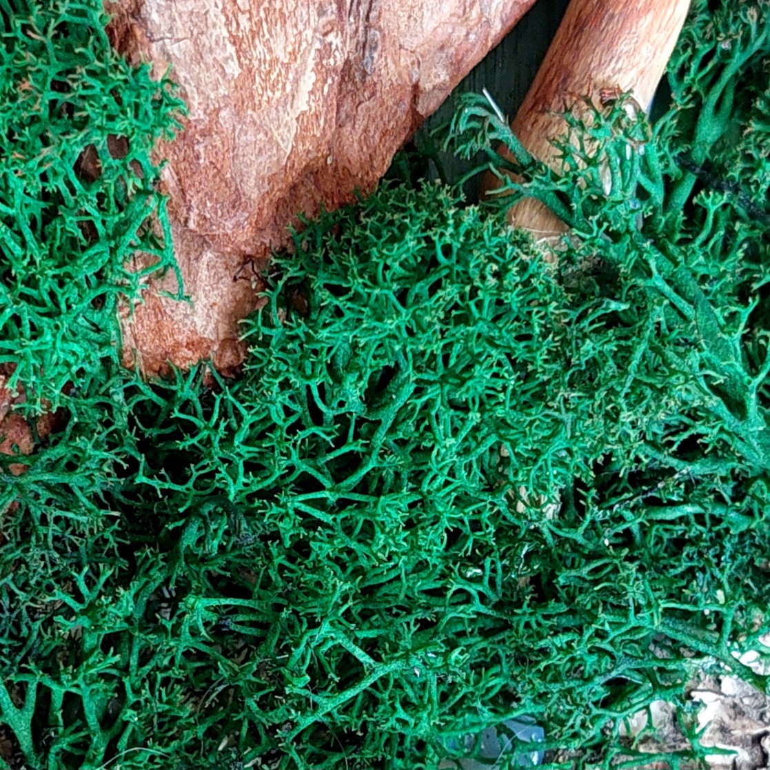 Фотография покупателя товара Мох стабилизированный «Зелёный» 45 г (±5 г). - Фото 11