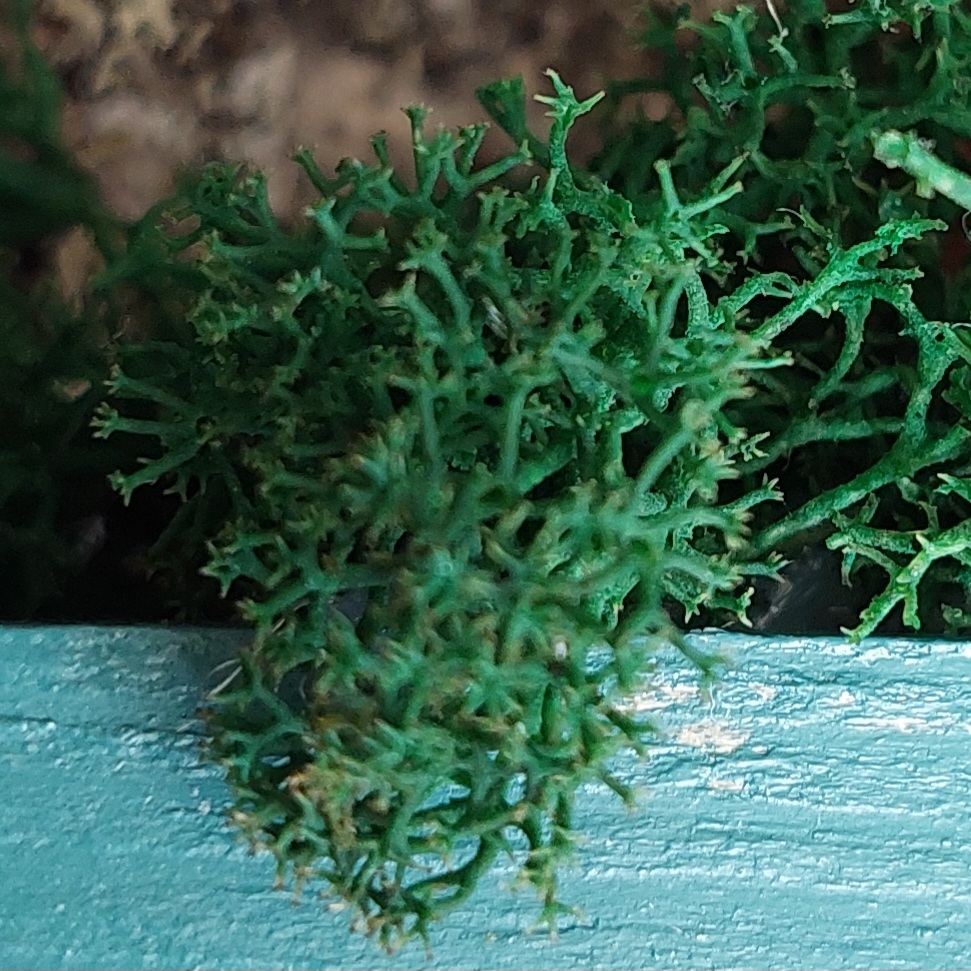 Фотография покупателя товара Мох стабилизированный «Зелёный» 45 г (±5 г). - Фото 10