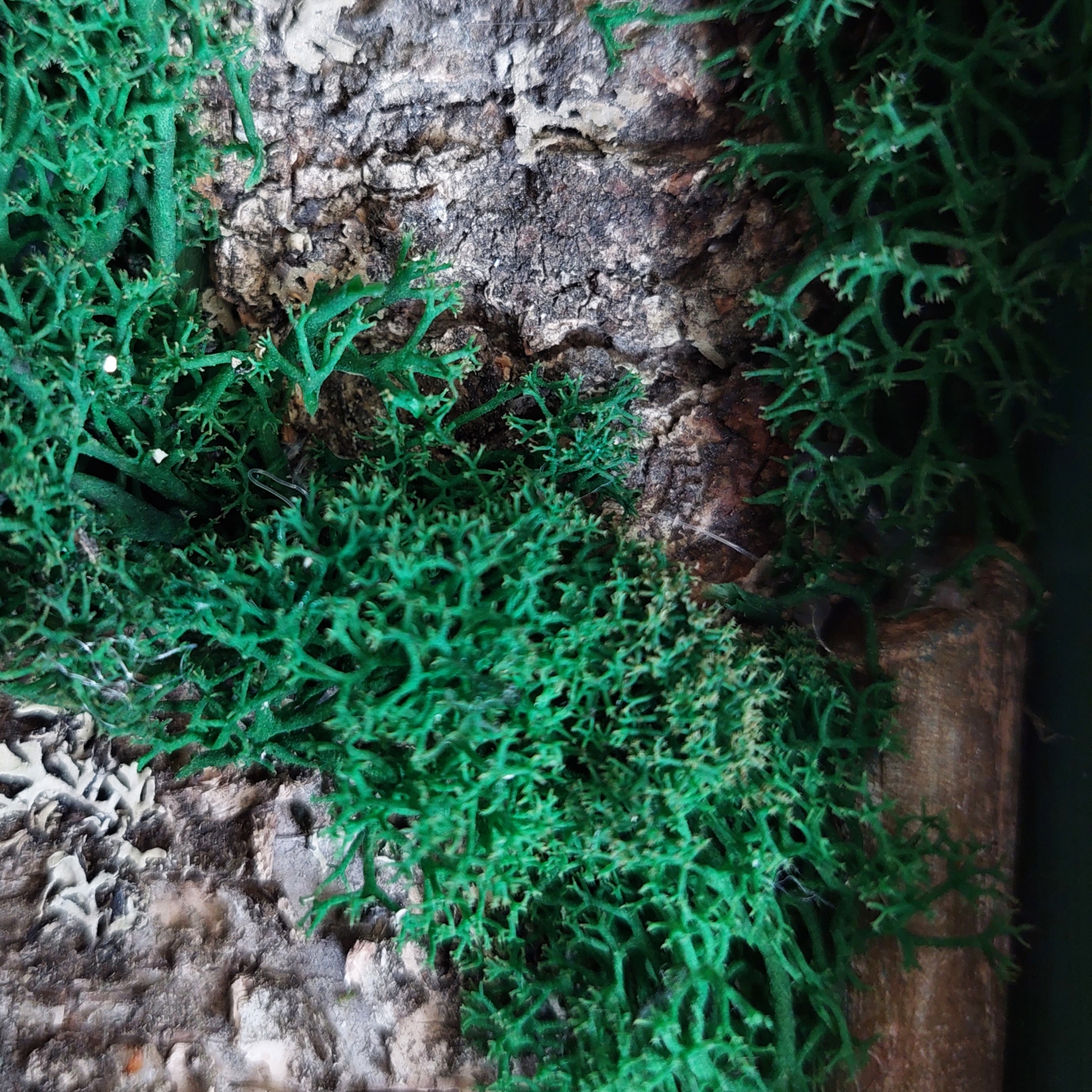 Фотография покупателя товара Мох стабилизированный «Зелёный» 45 г (±5 г). - Фото 9