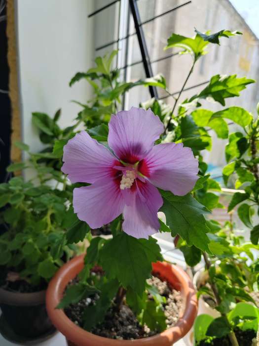 Фотография покупателя товара Гибискус сирийский Люкс "Матильда", 1 шт, туба, Весна 2025 - Фото 1