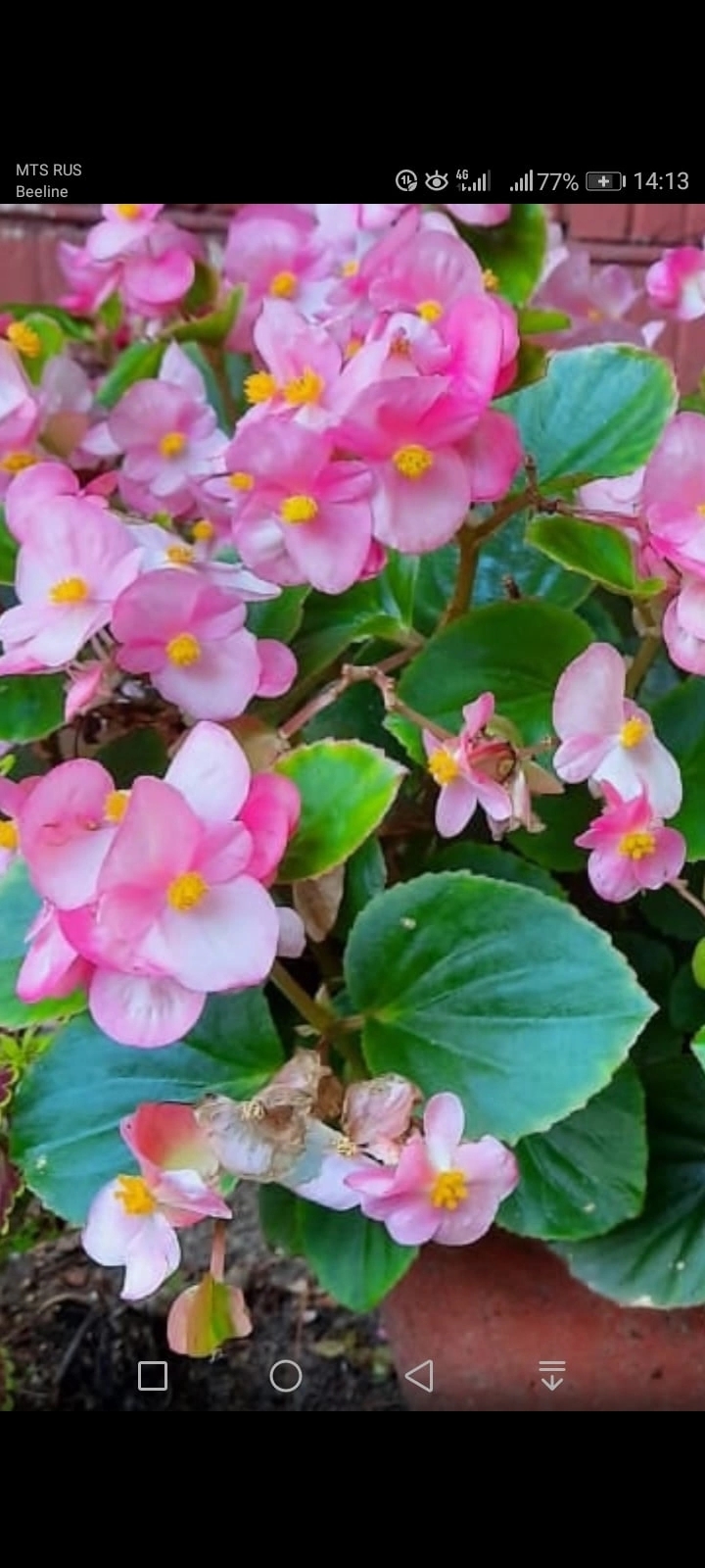 Фотография покупателя товара Семена комнатных цветов Бегония "Бада Бинг Роуз", 10 шт.