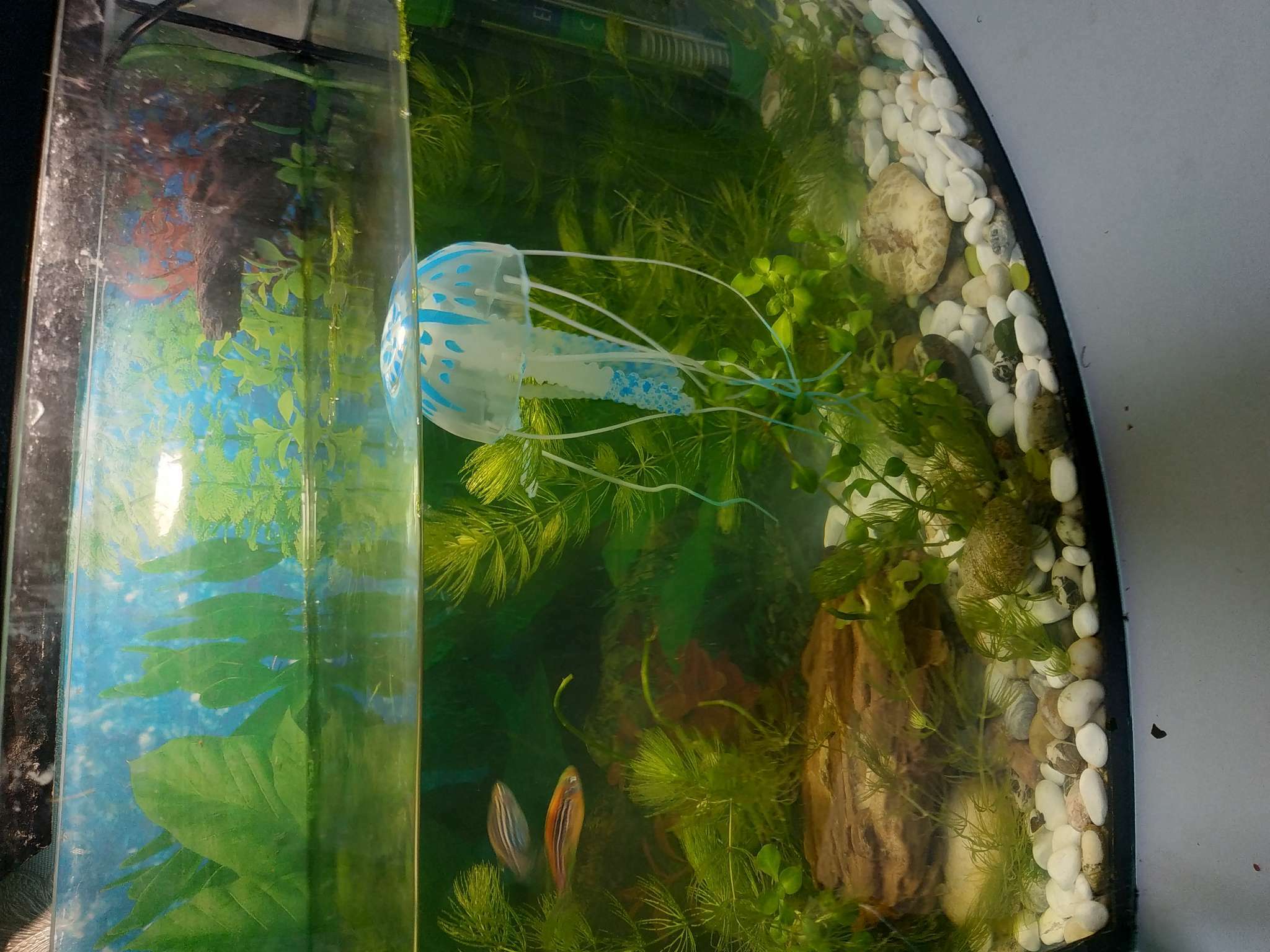 Фотография покупателя товара Декор для аквариума "Медуза" силиконовая, флуоресцентная, 5 х 5 х 15 см, синяя - Фото 3