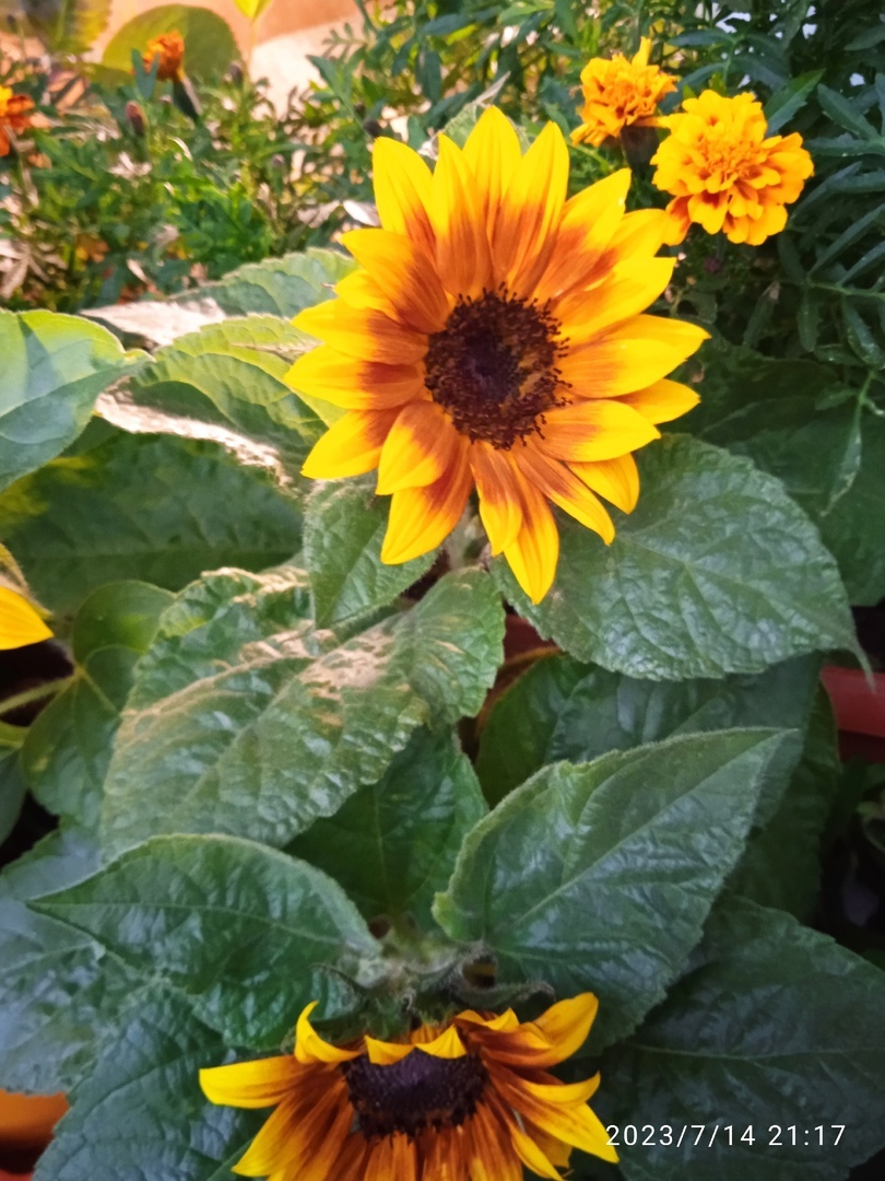 Фотография покупателя товара Семена цветов Подсолнечник низкорослый "Бамбино", микс, 0,5 г - Фото 4