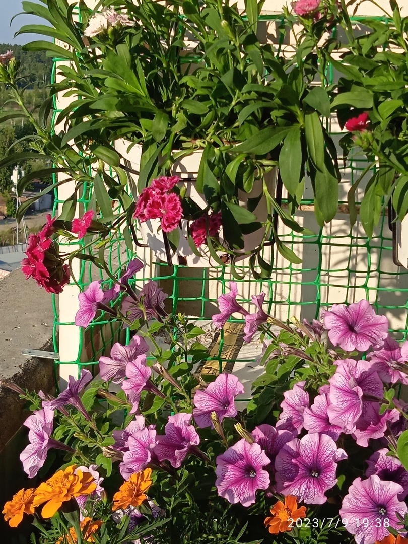 Фотография покупателя товара Семена цветов Петуния "Варвара Краса F1" многоцветковая, О, 10 шт