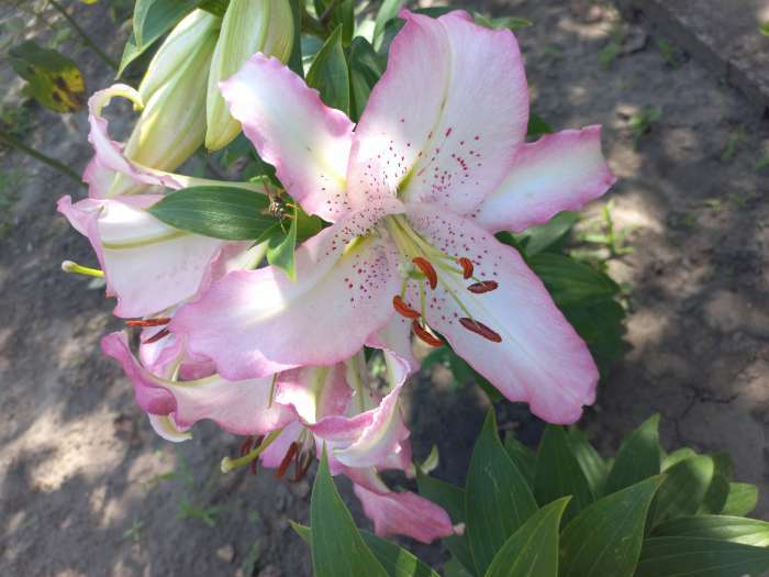 Фотография покупателя товара Лилия Тигровая «Свит Суренде», луковица в пакете с перфорацией, р-р 12/14, 3 шт. - Фото 404
