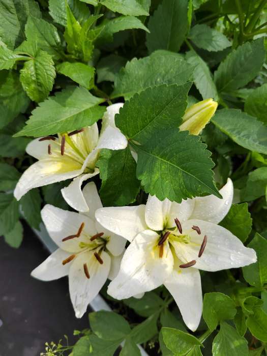 Фотография покупателя товара Лилия Тигровая «Свит Суренде», луковица в пакете с перфорацией, р-р 12/14, 3 шт. - Фото 395