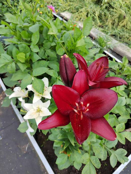 Фотография покупателя товара Лилия Тигровая «Свит Суренде», луковица в пакете с перфорацией, р-р 12/14, 3 шт. - Фото 394