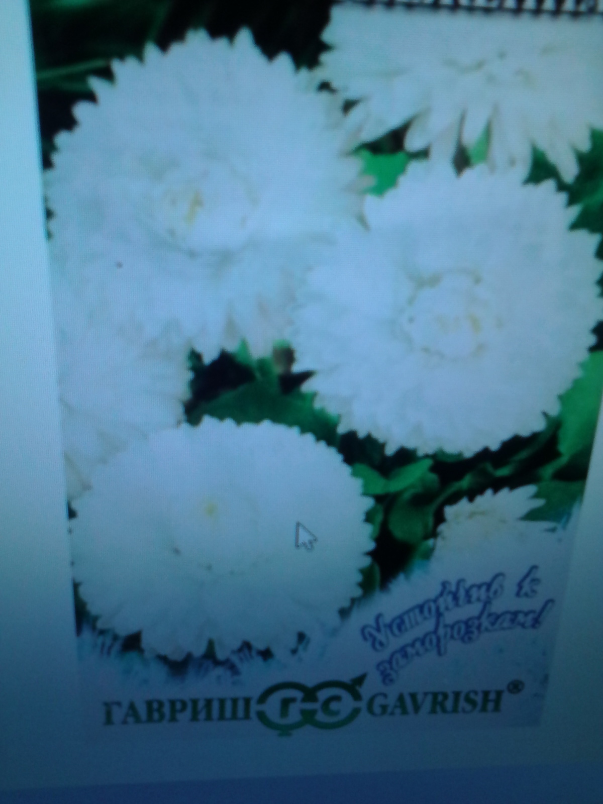 Фотография покупателя товара Семена цветов Маргаритка "Весна заснеженная", 0,02 г