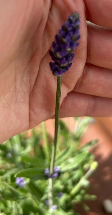 Фотография покупателя товара Семена цветов Лаванда "Пурпурный колос", узколистная, Сем. Алт, ц/п, 5 шт - Фото 5
