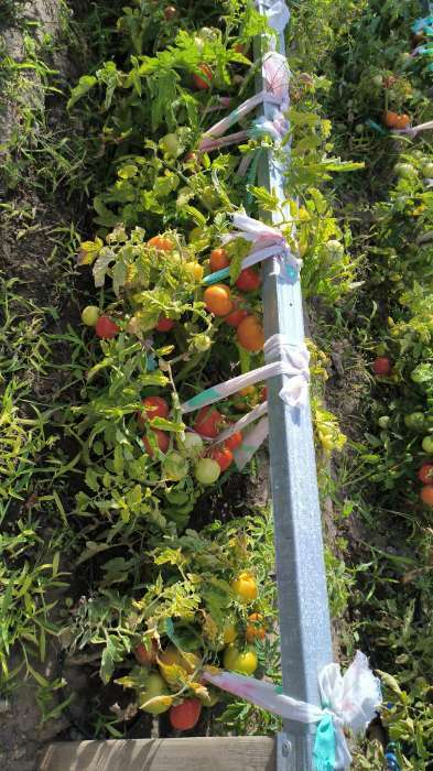 Фотография покупателя товара Набор семян томаты "Урожай весь Сезон", 3 сорта - Фото 4