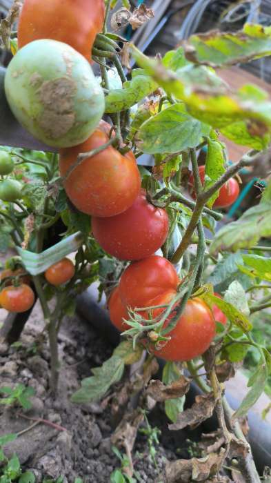Фотография покупателя товара Набор семян томаты "Урожай весь Сезон", 3 сорта - Фото 5