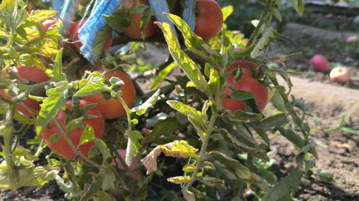 Фотография покупателя товара Набор семян томаты "Урожай весь Сезон", 3 сорта - Фото 2
