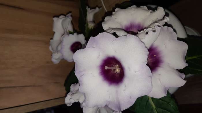 Фотография покупателя товара Семена комнатных цветов Глоксиния Аванти «Светло-фиолетовая», F1, «Гавриш», 4 шт. - Фото 3