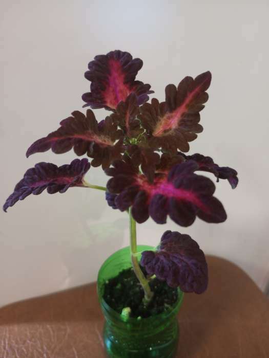 Фотография покупателя товара Семена цветов Колеус "Черный дракон" F1, О, 10 шт
