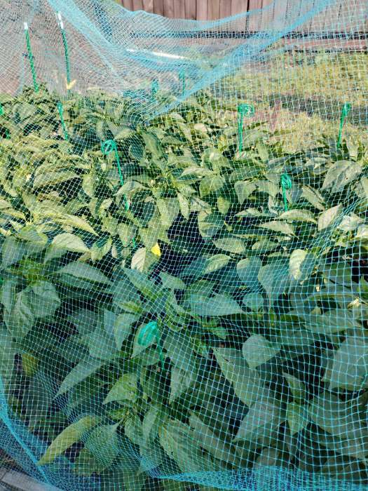 Фотография покупателя товара Колышек для подвязки растений, h = 100 см, d = 0.3 см, проволочный, зелёный, Greengo - Фото 2